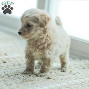 Nick, Maltipoo Puppy