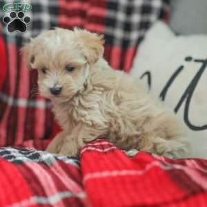Nick, Maltipoo Puppy