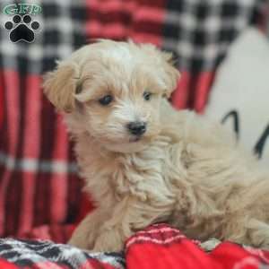 Nick, Maltipoo Puppy