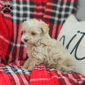 Nick, Maltipoo Puppy