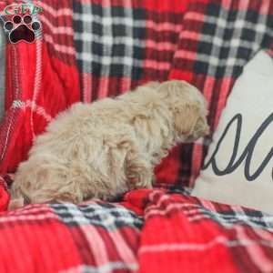 Nick, Maltipoo Puppy