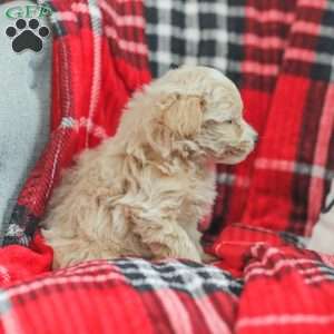 Nick, Maltipoo Puppy