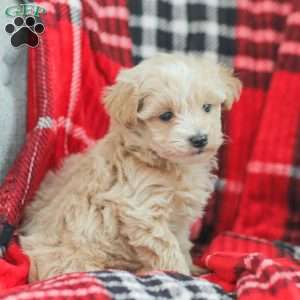Nick, Maltipoo Puppy