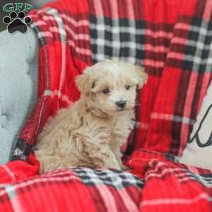 Nick, Maltipoo Puppy