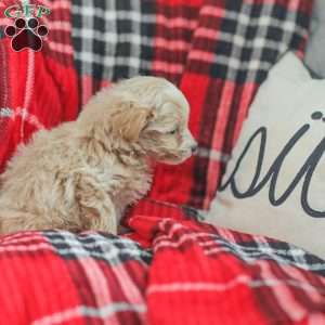 Nick, Maltipoo Puppy