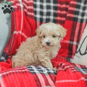 Nick, Maltipoo Puppy