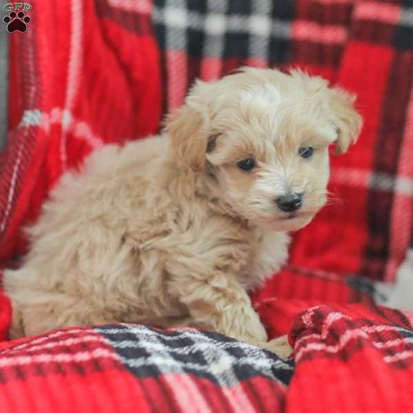 Nick, Maltipoo Puppy
