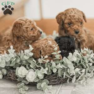 Landon, Toy Poodle Mix Puppy