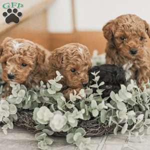 Landon, Toy Poodle Mix Puppy