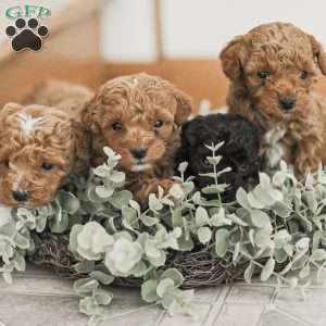 Leroy, Toy Poodle Mix Puppy