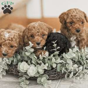 Leroy, Toy Poodle Mix Puppy