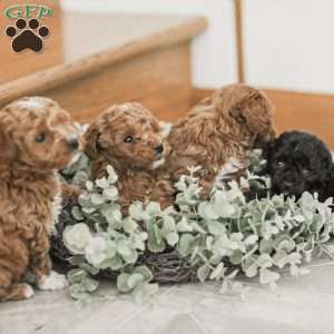 Lincoln, Toy Poodle Mix Puppy