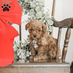 Lincoln, Toy Poodle Mix Puppy