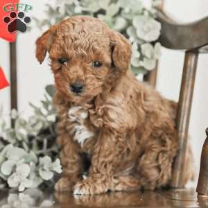 Lincoln, Toy Poodle Mix Puppy