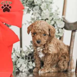 Lincoln, Toy Poodle Mix Puppy