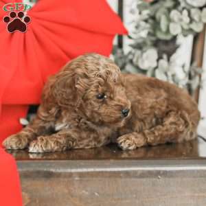 Lincoln, Toy Poodle Mix Puppy