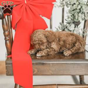 Lincoln, Toy Poodle Mix Puppy