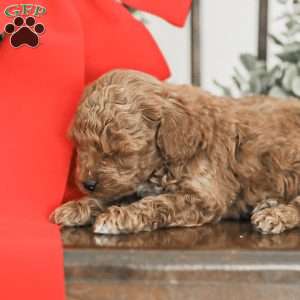 Lincoln, Toy Poodle Mix Puppy