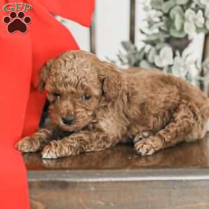 Lincoln, Toy Poodle Mix Puppy
