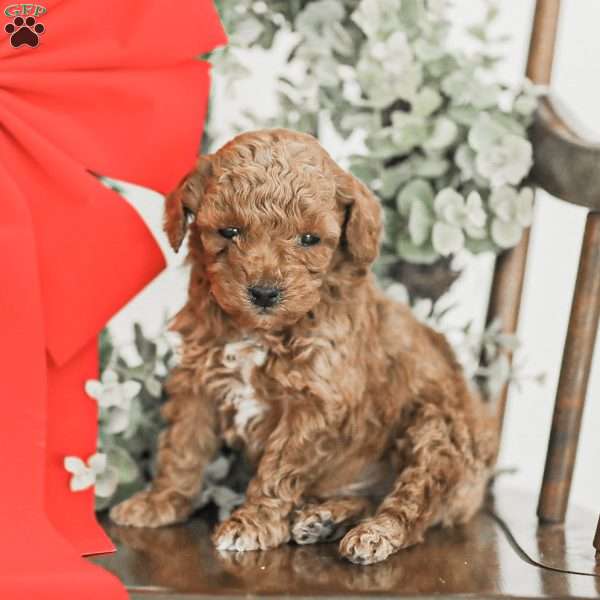 Lincoln, Toy Poodle Mix Puppy