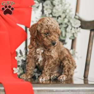 Lincoln, Toy Poodle Mix Puppy