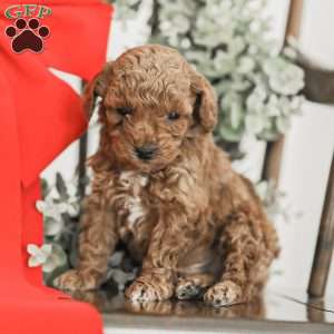 Lincoln, Toy Poodle Mix Puppy