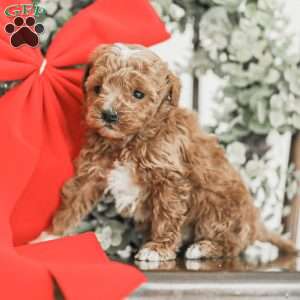 Landon, Toy Poodle Mix Puppy