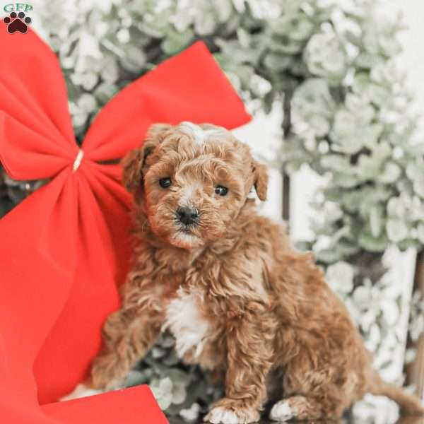 Landon, Toy Poodle Mix Puppy