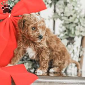 Landon, Toy Poodle Mix Puppy