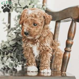 Landon, Toy Poodle Mix Puppy