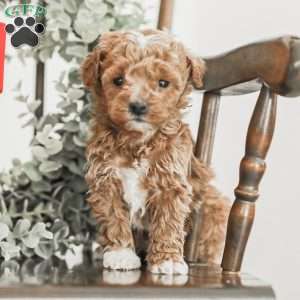 Landon, Toy Poodle Mix Puppy