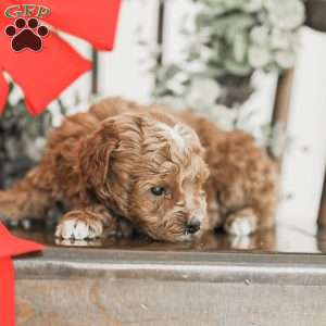 Landon, Toy Poodle Mix Puppy