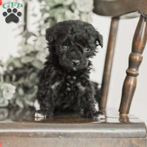Leroy, Toy Poodle Mix Puppy
