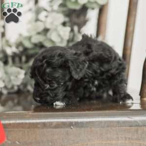 Leroy, Toy Poodle Mix Puppy