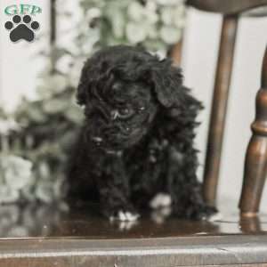 Leroy, Toy Poodle Mix Puppy