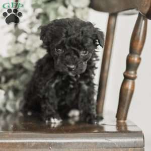 Leroy, Toy Poodle Mix Puppy