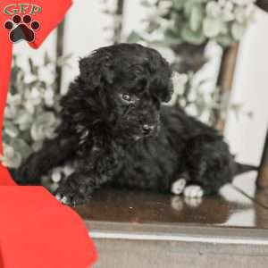 Leroy, Toy Poodle Mix Puppy
