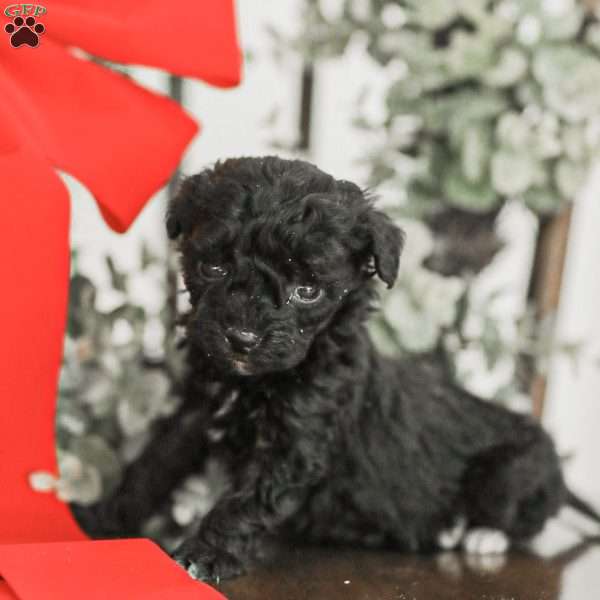 Leroy, Toy Poodle Mix Puppy