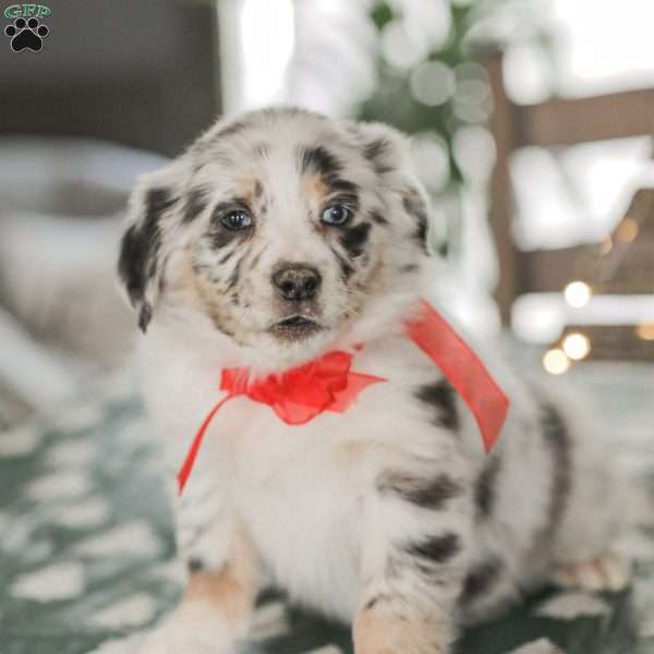 Lyla, Australian Shepherd Puppy