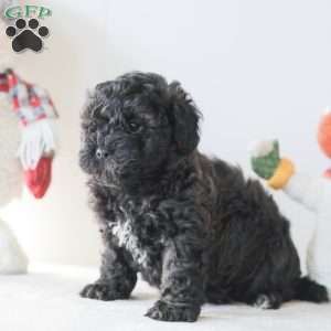 Bear, Teddy Bear Puppy