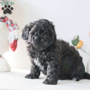 Bear, Teddy Bear Puppy