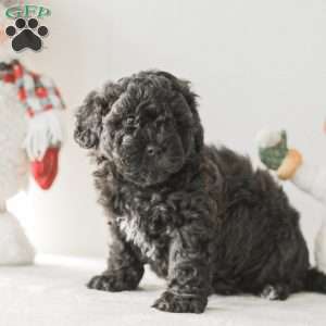 Bear, Teddy Bear Puppy