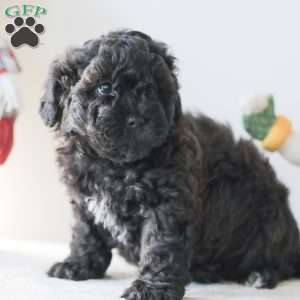 Bear, Teddy Bear Puppy