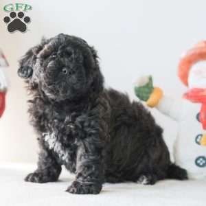 Bear, Teddy Bear Puppy