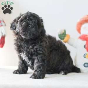 Bear, Teddy Bear Puppy