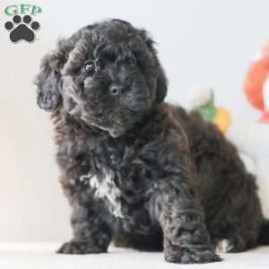 Bear, Teddy Bear Puppy