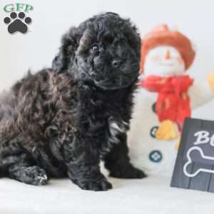 Bear, Teddy Bear Puppy