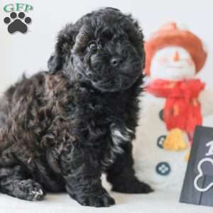 Bear, Teddy Bear Puppy