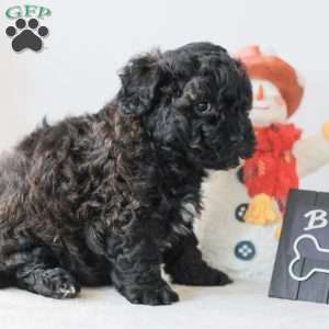 Bear, Teddy Bear Puppy