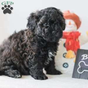 Bear, Teddy Bear Puppy